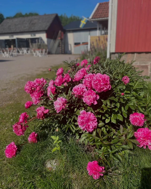 Idag lördag öppnar vi för säsongen 
Öppet alla dagar i veckan 
🍓 Cafe o gårdsbutik 10-17 
🍕 Pizzeria 11.30-15.30

SJÄLVPLOCK AV 🍓ÖPPNAR EFTER MIDSOMMAR 🍓