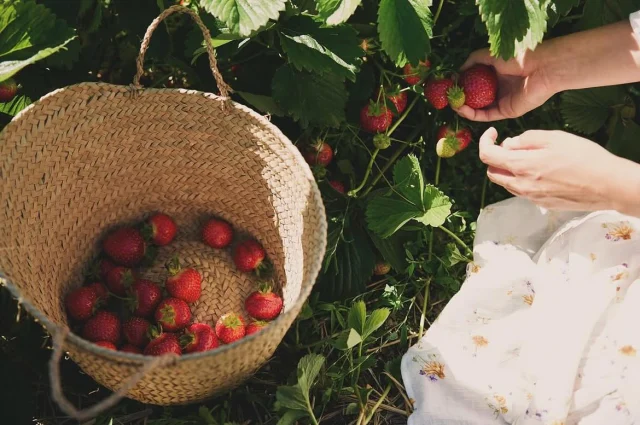 Vi håller öppet självplocket även idag måndag 21 juli
10-16 om det tar slut kommer vi stänga innan! 🍓
