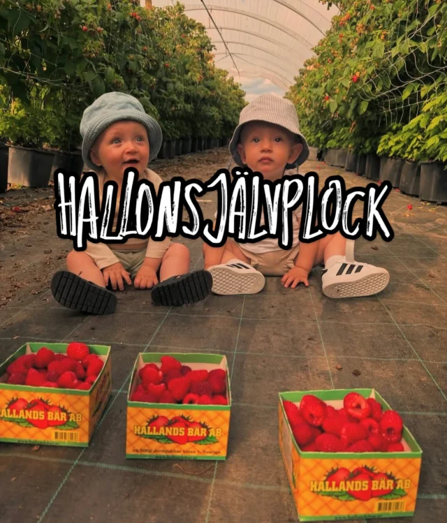 Idag torsdag 10 juli kommer vi att börja med självplock av hallon. Vi öppnar kl 10 och stänger när bären är slut! 
OBS!! INGET SJÄLVPLOCK AV JORDGUBBAR. 🍓