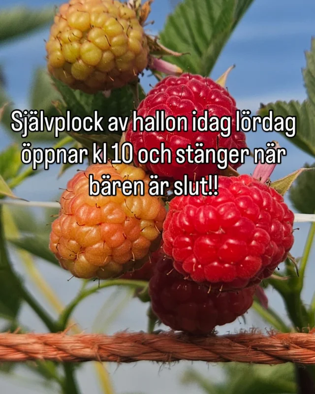 OBS! Inget självplock av jordgubbar!
