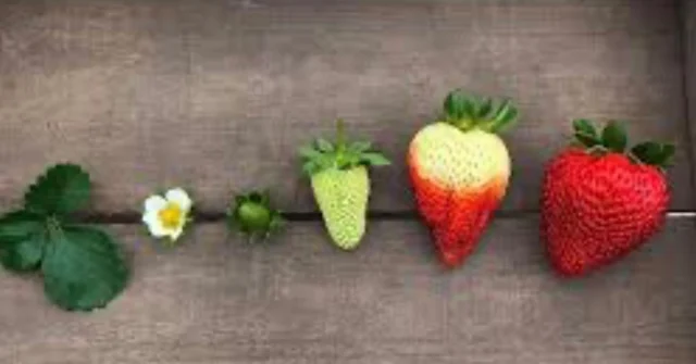 Självplocket STÄNGT idag söndag!!!
Bären måste mogna tills vi släpper på till nästa gång!! 🍓