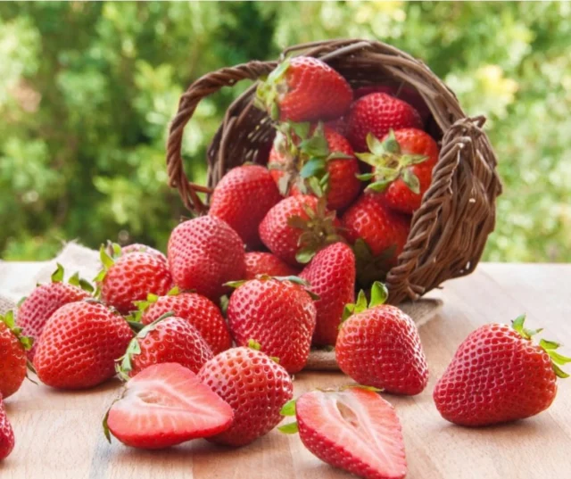 Imorgon söndag 20 juli har vi öppet självplock av både jordgubbar samt hallon från kl 10 till 16 vi kan behöva stänga tidigare om bären tar slut! 

Ha en skön lördag i värmen ☀️🍓