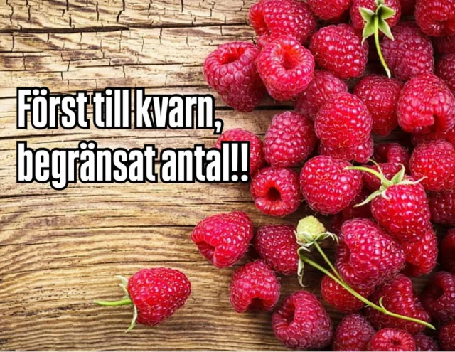 Idag lördag och imorgon söndag är gårdsbutiken öppen 10-17.

Hallonen är slut för denna gång. Vi har dock årets sista jordgubbar, en härlig kopp kaffe, fylld focaccia och våfflor. Hallon styckvis finns också. Varmt välkomna i höstrusket.

Alfred och Lillie

Då har ni möjlighet att köpa en hel låda hallon 10x200 g för 379:-

Perfekt att ha hemma i frysen för att längta tillbaka till sommaren. 

Skriv en kommentar här nedanför med antalet du önskar.
När vi svarat på kommentaren är den bekräftad och bokningen giltig, sedan är ni välkomna att hämta hallonen imorgon i gårdsbutiken. 

Nytt för i år, det finns även lite fika i butiken samt massor annat gott!! 

Välkomna Lillie & Alfred