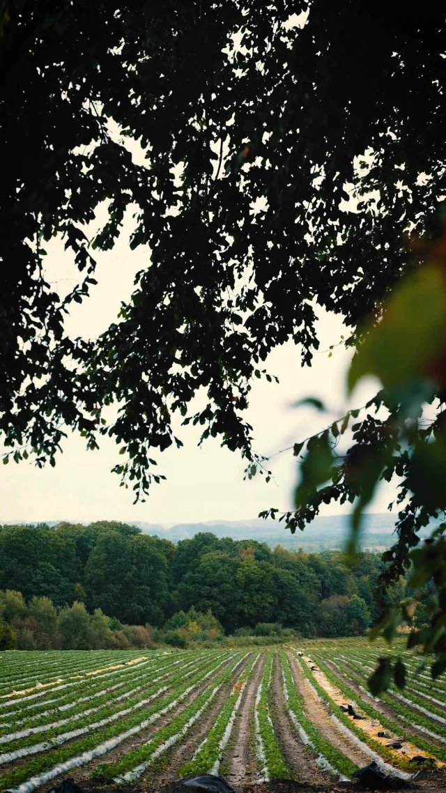 Film av @hallands_matgille