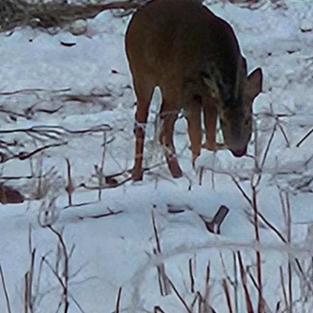 Kom hit och ät ni också, sparrisen har rådjuren ätit upp men härlig pizzabuffé har vi till helgen. 

ITALIENSK AFTON 🇮🇹 kl. 18-22
27 & 28 Februari 
13 & 14 Mars 
27 & 28 Mars 
Skärtorsdagen 2 april 
Fredag 15 maj 

Ange tiden och hur många platser!
Boka genom att maila oss på pizzerian@hallandsbar.se