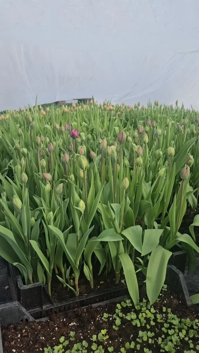 Idag 29/3, 2026 nyfiken öppning 14-17. 

Välkomna!