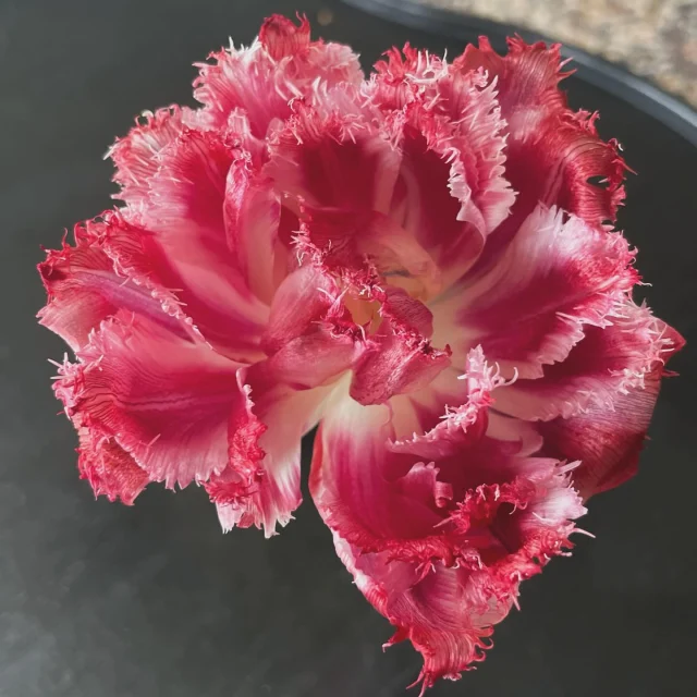 Kom och besök oss imorgon vi smygöppnar gårdsbutiken 14-17. Det lovas sol och vi har jättefina tulpaner till försäljning och en välfylld butik🌷och så bjuder Alfred på finkaffe! (Precis utbildad barista) 🤩